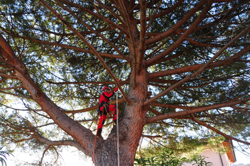 Tree Climbing